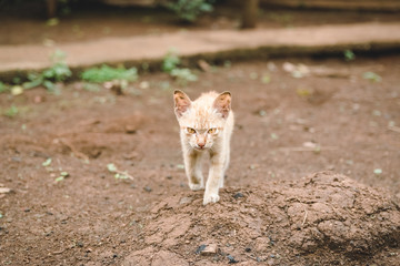 Cat look approaching with yellow eyes