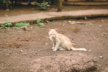Cat look Cat look with yellow eyes