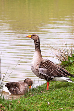 Pair of Greylag Geese at riverbank, one on grass and the other in the water