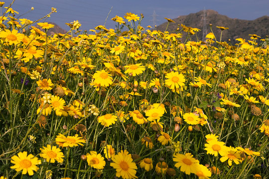 Field of Yellow Daisies in Andalusia with mountain in distance