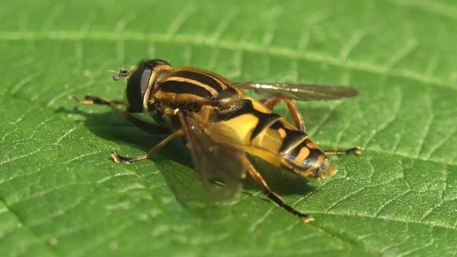 Diptera Syrphid fly sitting on green leaf. Insect a macro and extreme close up