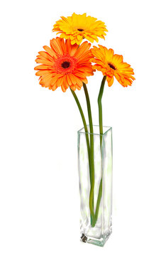 Three  Gerberas in a tall square glass vase
