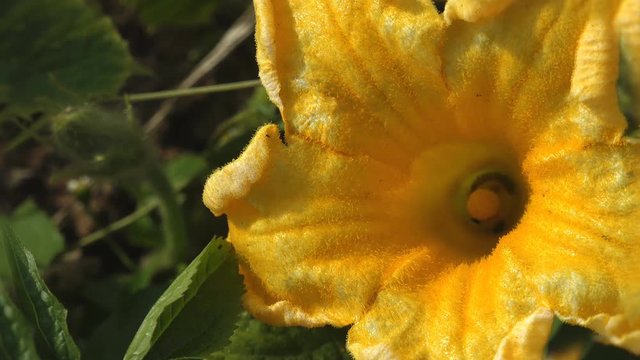 Small caterpillar sits inside yellow pumpkin flower and falter in summer wind. Insect a macro and extreme close up