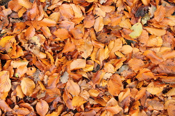 Herbstlaub 5