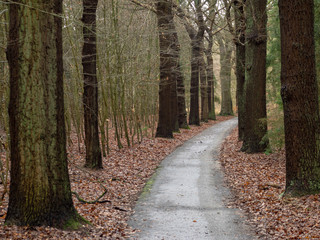 Obraz premium Dutch tree road