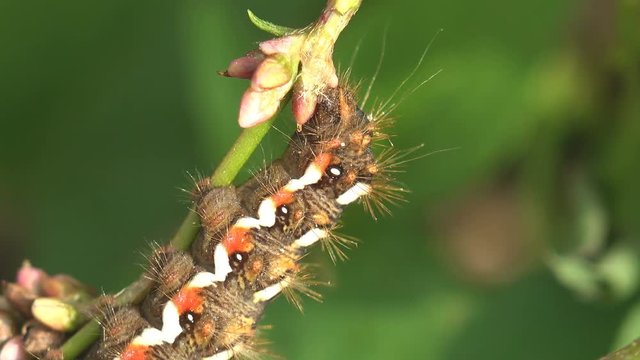 Black hairy caterpillar with red spots crawling on green grass in meadow. Insect a macro and extreme close up