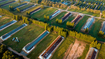 Surfaces on Livestock house, land and Cattle Farm in rural in Thailand with sunrise, fog and mountain background (photo by drone from hight view)