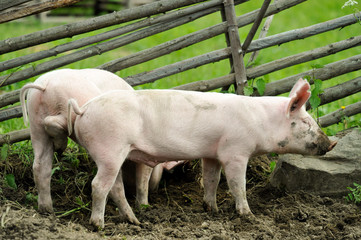 Fototapeta premium Young pigs in the pasture