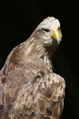 fotos de rapaces barios 