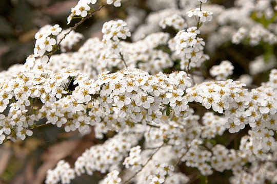 Spiraea arguta, Bridal Wreath, masses of tiny white flowers on thin stems