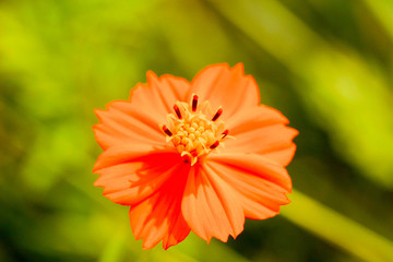 花の都公園のコスモス6