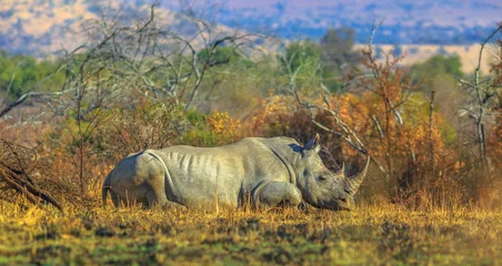 Zelfklevend Fotobehang Neushoorn White Rhinocero, Ceratotherium simum, also called camouflage rhinoceros resting in bushland natural habitat, Pilanesberg National Park, South Africa. Side view. The Rhino in one of the Big Five.