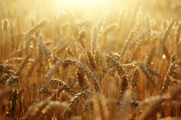 Fototapeta premium Wheat field under cloudy blue sky in Ukraine