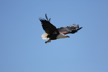 fotos de rapaces varios aguila buitre varios 