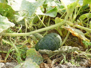 The pumpkin which is going to become big