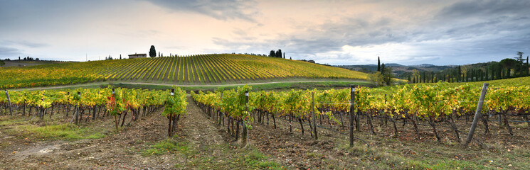 Fototapeta na wymiar Rows of yellow vineyards at sunset in Chianti region near Florence during the colored autumn season. Tuscany in Italy