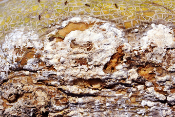 Yellow-white rotten fruit (melon) texture,  close up detail, natural organic background