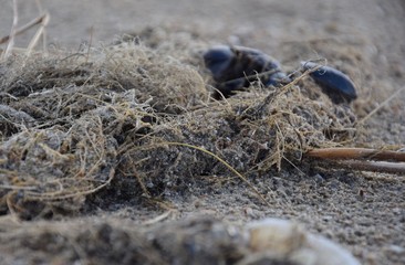 Muscheln, Federn und Seetang an einem Strand im Herbst