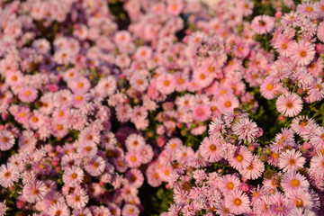 amount of pink sunlit flowers