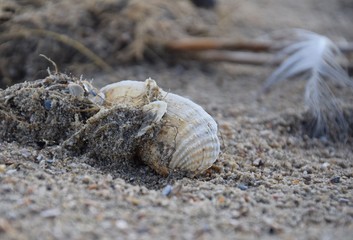 Muscheln, Federn und Seetang an einem Strand im Herbst