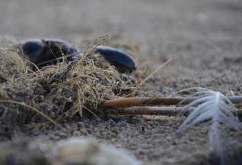 Muscheln, Federn und Seetang an einem Strand im Herbst