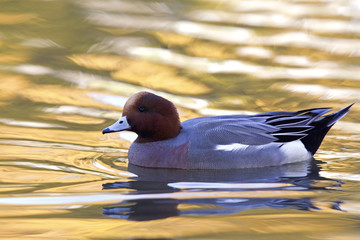  An adult Eurasian wigeon (Mareca penelope) swimming and foraging in a colourful pond. Moving water with allot of different pastel colours.
