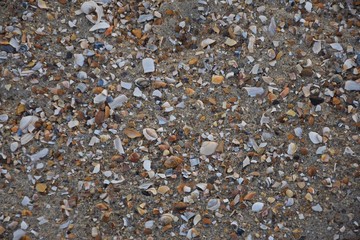 Muscheln, Federn und Seetang an einem Strand im Herbst