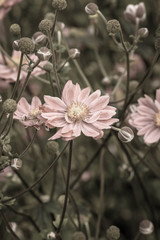 Obraz premium Flower garden