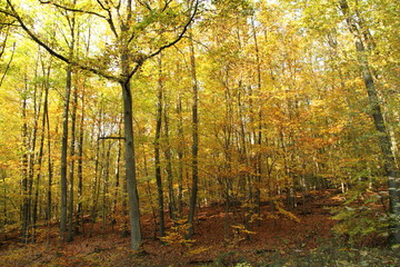 Laubwald im Herbst 9