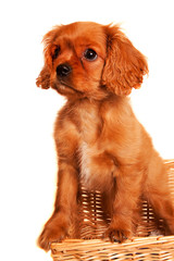 Curious Cavalier King Charles Spaniel puppy