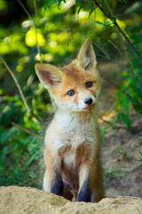 Fox kid lying on the ground near the hole. Moscow, Russia