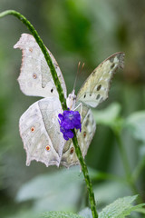 White butterfly