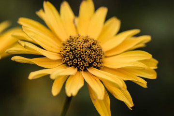 Yellow flower