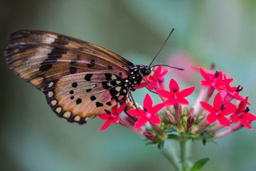Butterfly on pink flower