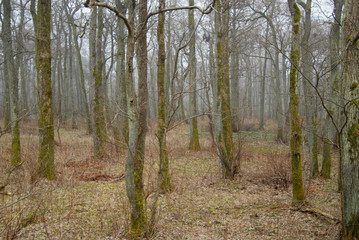 Fototapeta premium Spring awakening of the old forest, Russia