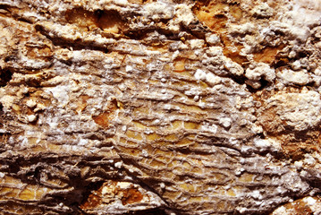 Yellow-white rotten fruit (melon) texture,  close up detail, natural organic background