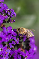 Bee an purple flower