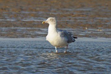 Möwe an einem Strand an einem windigen Herbsttag