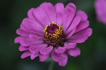 Pink flower