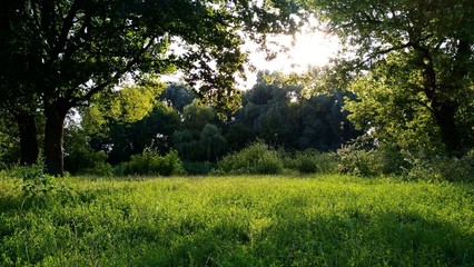 trees in the forest