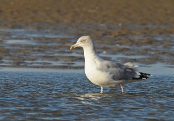 Möwe an einem Strand an einem windigen Herbsttag