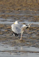 Möwe an einem Strand an einem windigen Herbsttag