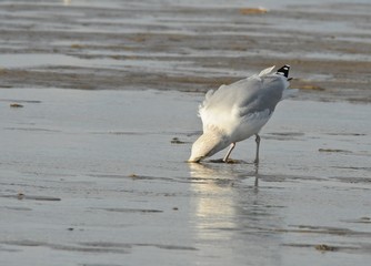 Möwe an einem Strand an einem windigen Herbsttag