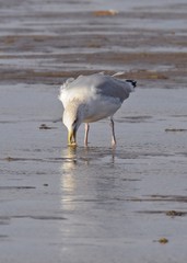 Möwe an einem Strand an einem windigen Herbsttag