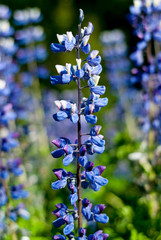 Lupine flowers on blue background
