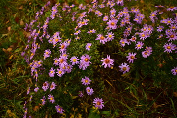 flowers in the garden