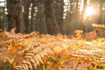 Lucid Fields. Beautiful afternoon nature scene of a field of golden tipped grass. Shot on the Volcano Etna in Sicily