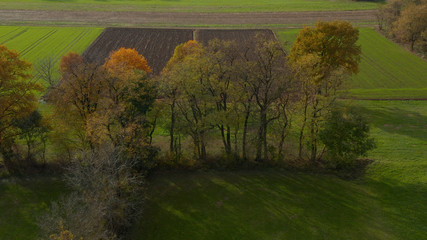 Aerial shot of trees in hedgerow, vibrant autumn foliage