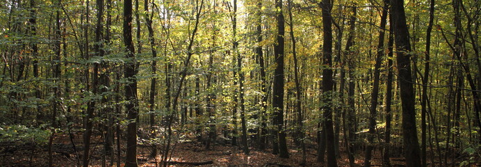 Laubwald im Herbst 3