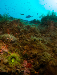 fondo marino con roca con coral